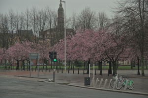 Cherryblossom time @ Glasgow Green